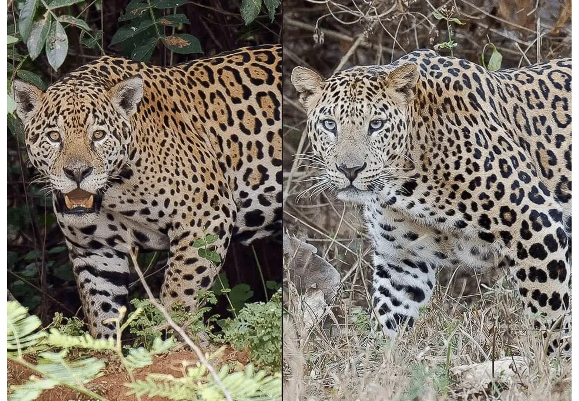 Ягуар и леопард,такие похожие и разные пятнистые котики