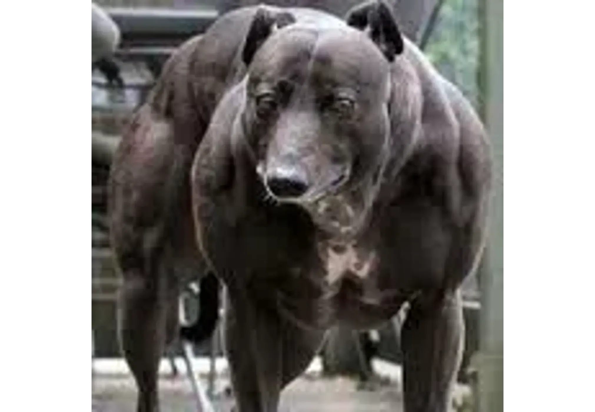 Венди-самая мускулистая собака!