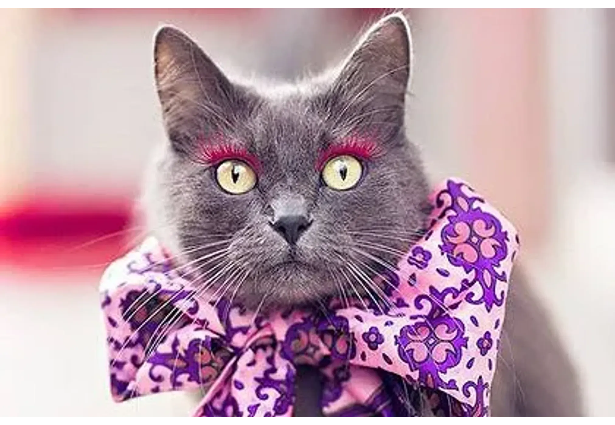 Гламурная киса: в Instagram набирает популярность аккаунт с фото накрашенной  кошки