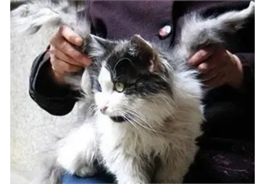 В Китае нашли кота с крыльями