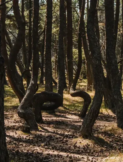 Танцующий лес/Фото @jeanywitch