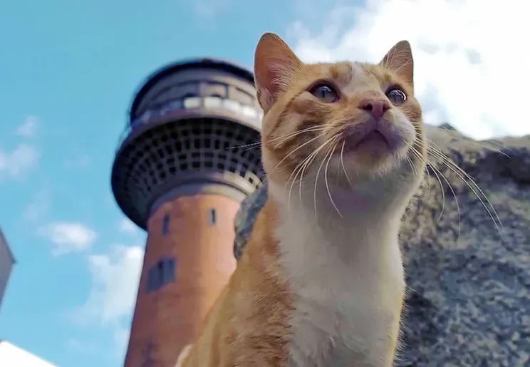 Семен Семенович — кот, живущий у Башни "Мурариум" с 2016 года/Фото "Мурариум"